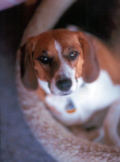 beagle5021004.jpg