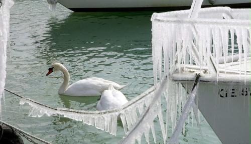 Mute Swan, Switzerland.jpg