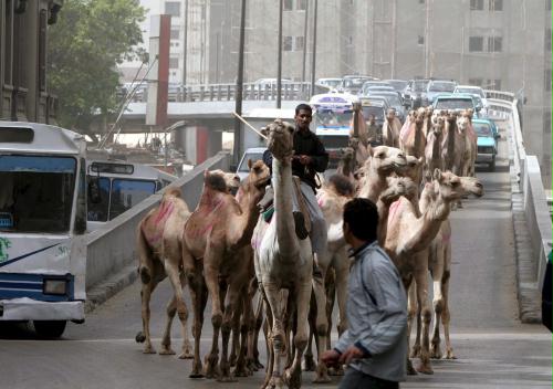 Camels, Egypt.jpg