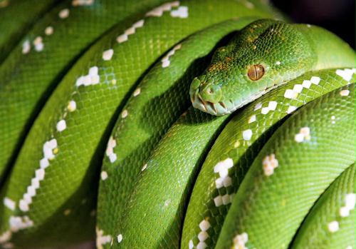 Green Tree Python, Malaysia.jpg