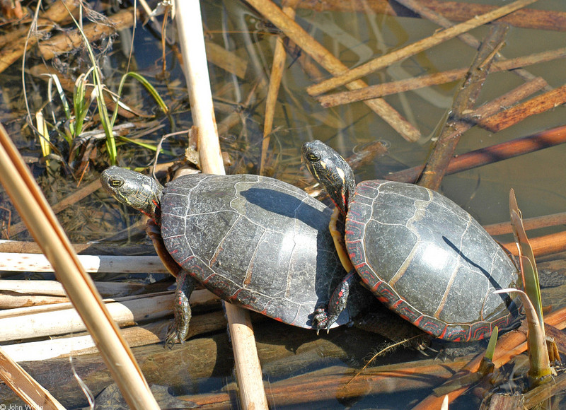 Eastern Painted Turtle (Chrysemys picta picta)183.jpg