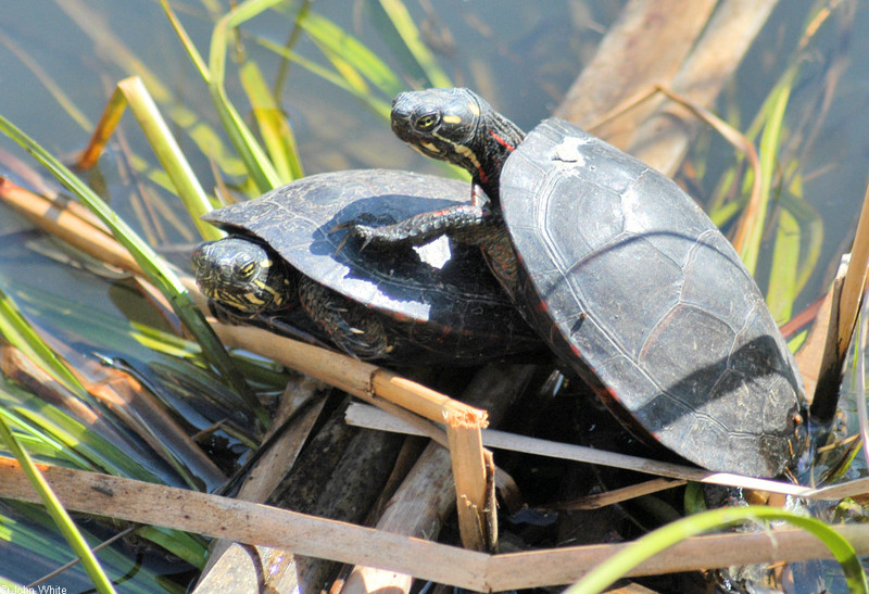 Eastern Painted Turtle (Chrysemys picta picta)184.jpg