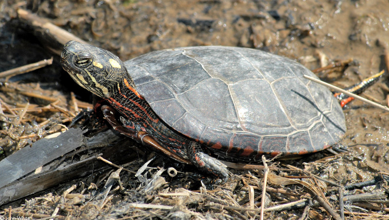 Eastern Painted Turtle (Chrysemys picta picta)185.jpg