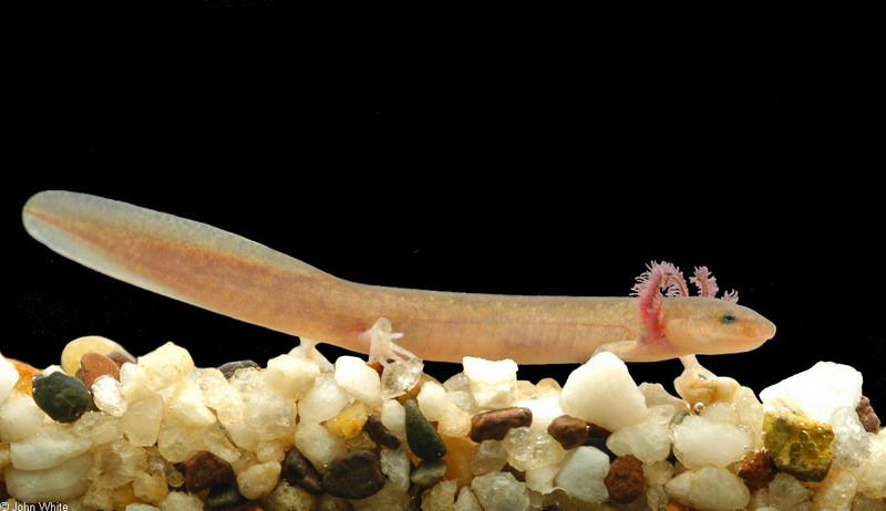 Northern Red Salamander (Pseudotriton ruber ruber).jpg