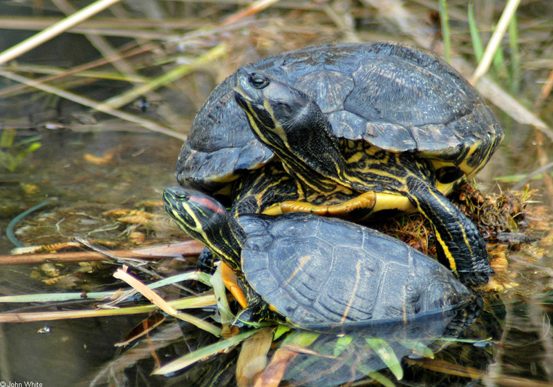 Red-eared Slider with Yellow-bellied Slider.jpg