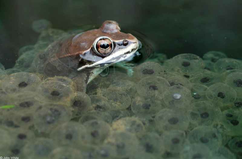 Wood Frog (Rana sylvatica)174.jpg