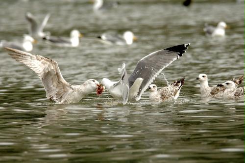 Gulls, Croatia.jpg