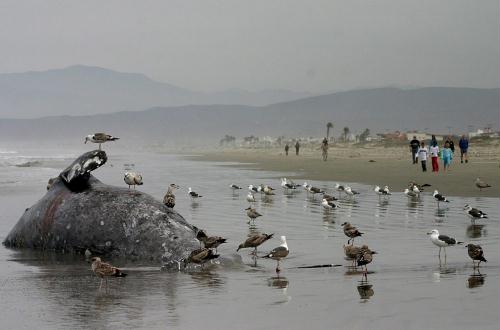 Dead Whale, Baja California, Mexico.jpg