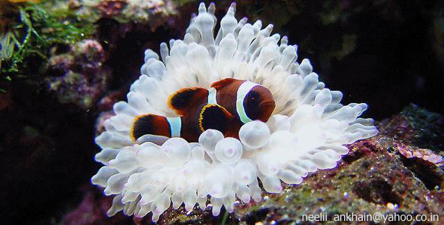 cownfish in sea anemone.jpg