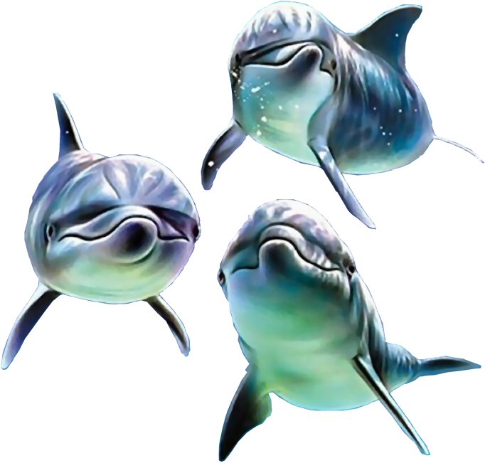 dolphin trio - fac.jpg