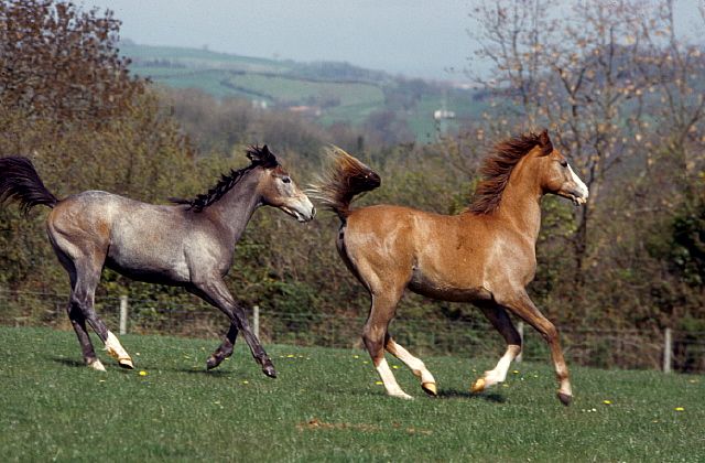 Arabian Horse photos.jpg