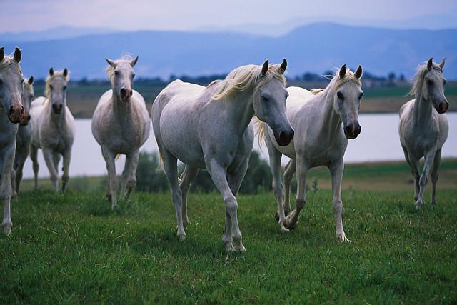 Arabian Horses.jpg