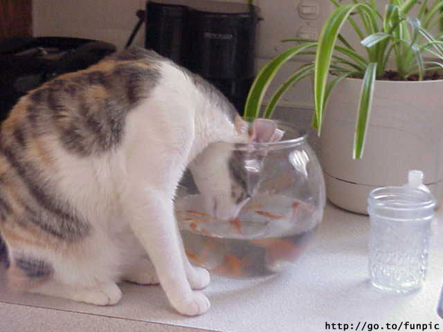 Cat fishing.jpg