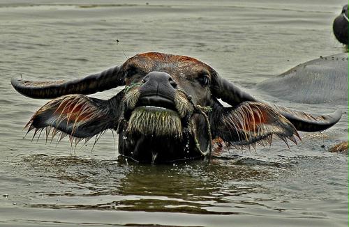 Asiatic Water Buffalo, Laos.jpg