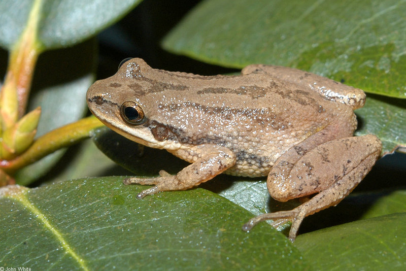 Upland Chorus Frog (Pseudacris feriarum feriarum)215.jpg