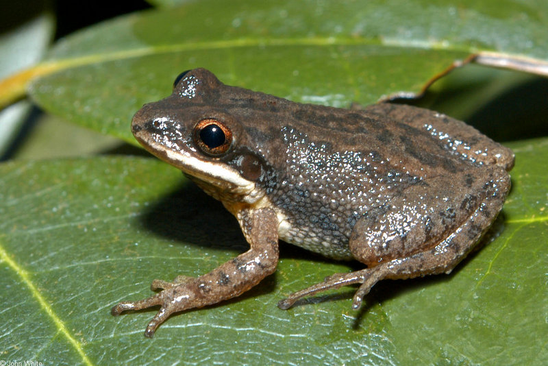 Upland Chorus Frog (Pseudacris feriarum feriarum)220.jpg