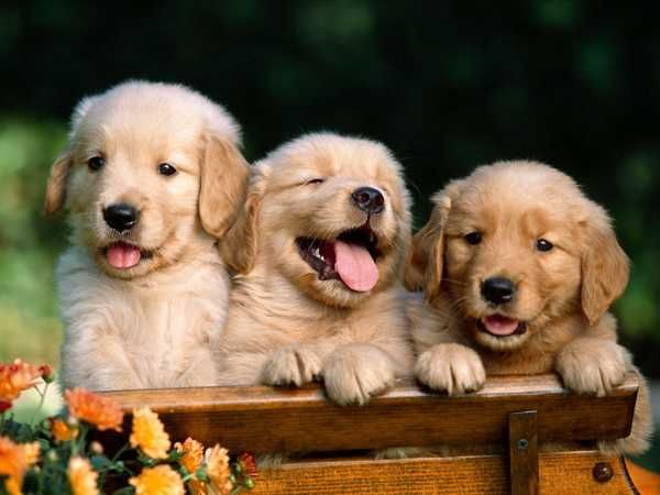 Golden Retriever Puppies.jpg