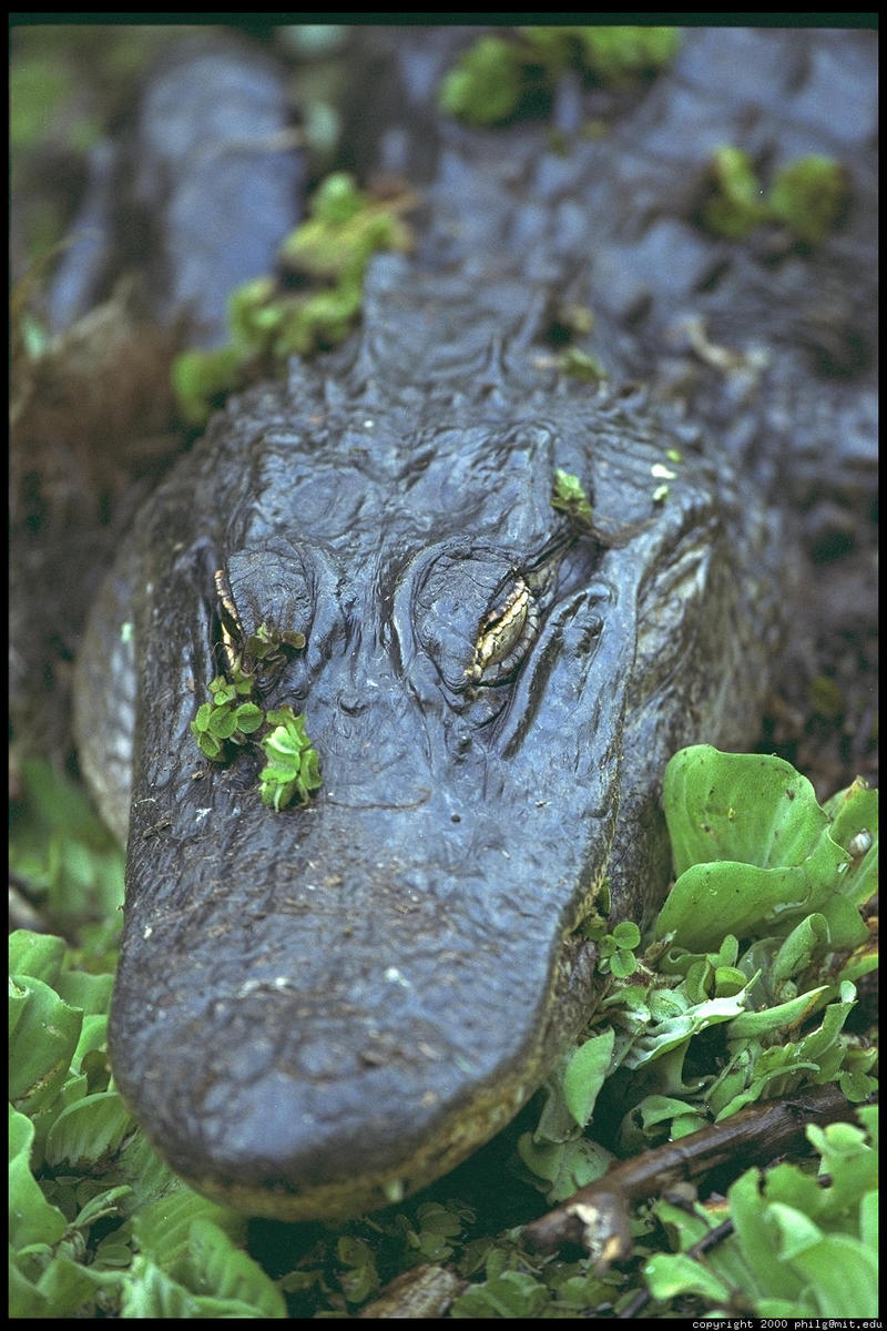corkscrew-swamp-alligator-70.jpg