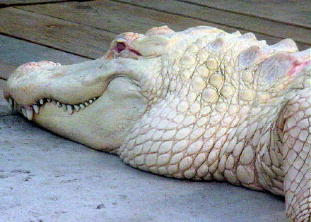 albino alligator 3.jpg