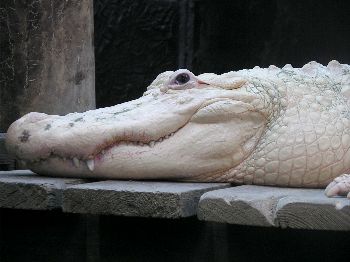 albino alligator 4.jpg