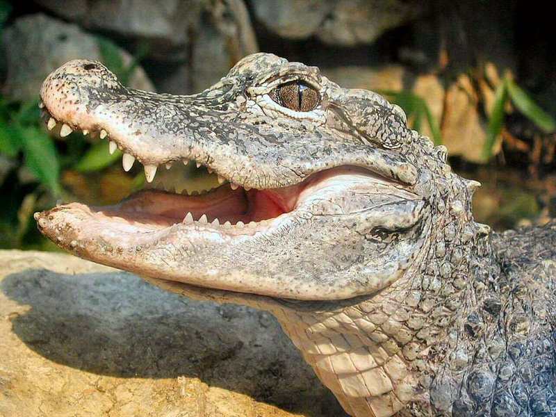 Alligator open mouth.jpg