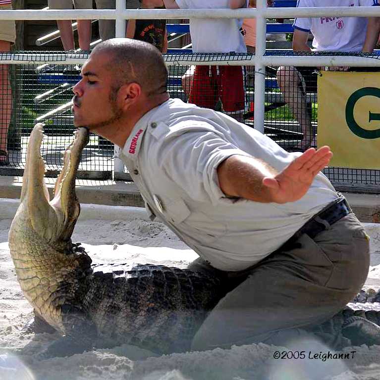 crazy man fighting gator at Gatorland.jpg