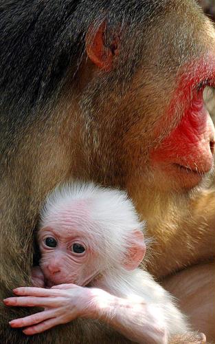 Stump-tailed Macaque infant, India.jpg