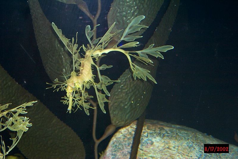 Leafy Sea Dragon.jpg