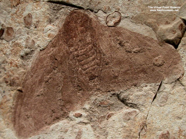 Fossil-Moth.jpg