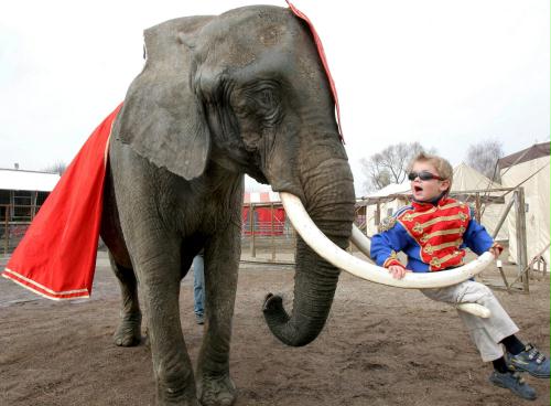 Circus Elephant, Germany.jpg