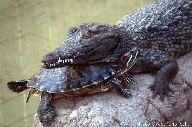 Alligator\'s Tortoise pillow.jpg