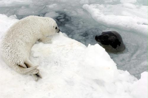 Harp Seal pup, Canada.jpg