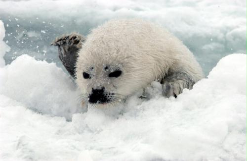 Harp Seal pup, Canada.jpg