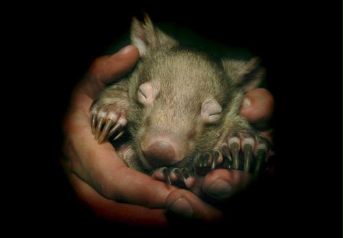 Female Common Wombat Baby, Australia.jpg