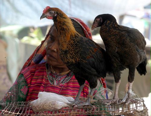 Chickens, Pakistan.jpg