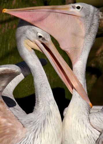 Pelicans, Germany.jpg