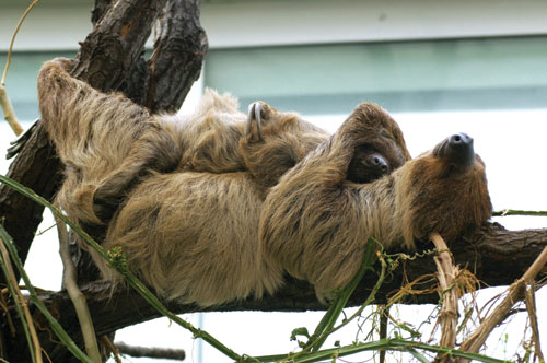 Mommy Bed, Sloths, Hungary.jpg