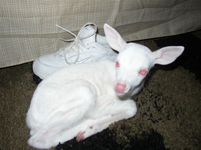 Rare Albino Deer.jpg