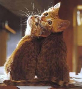 Cat twins (2).jpg