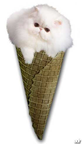 Cat Cone.jpg