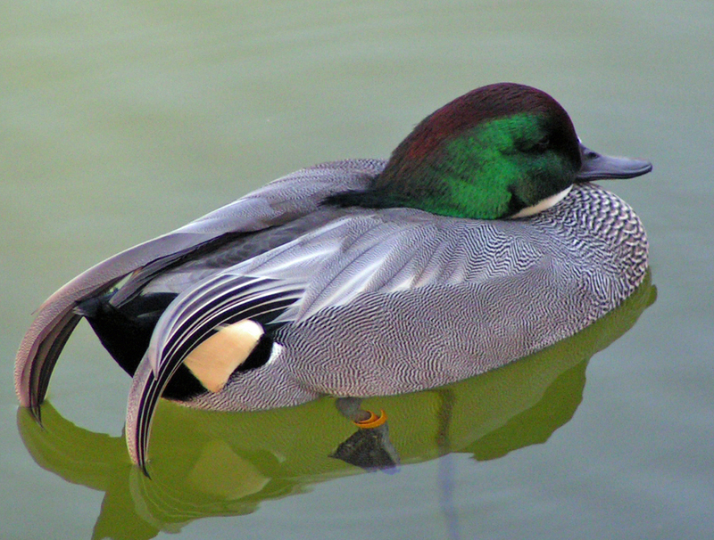prettyduck.jpg