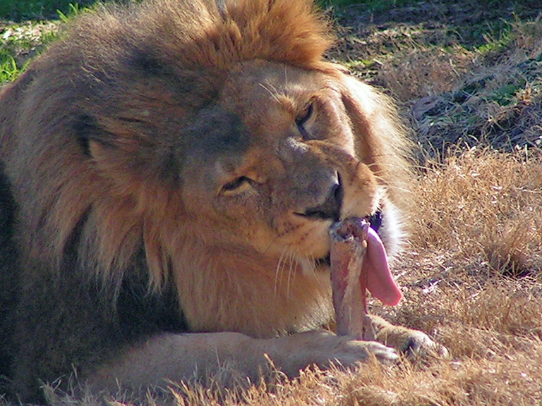 fit for a king.jpg