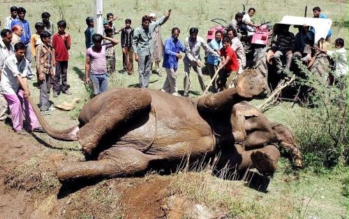 Indian Elephant rescued, India.jpg