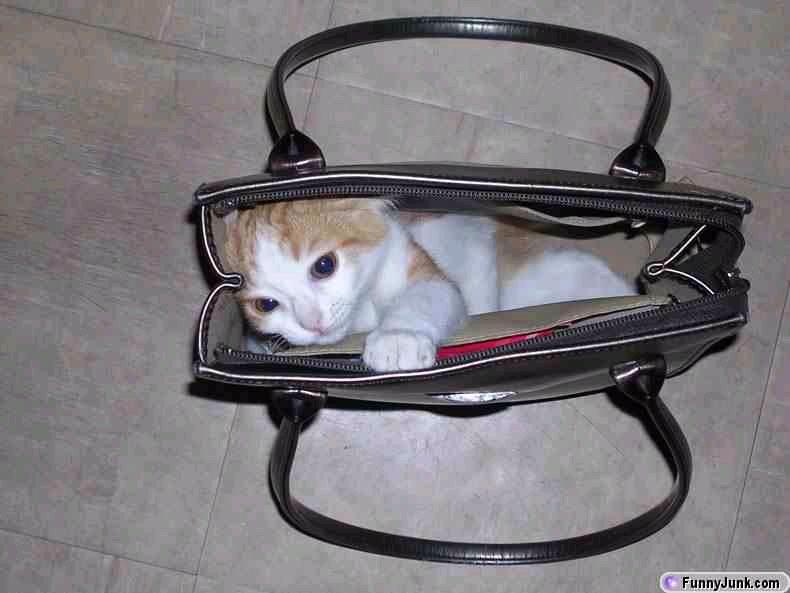 cat in bag.bmp