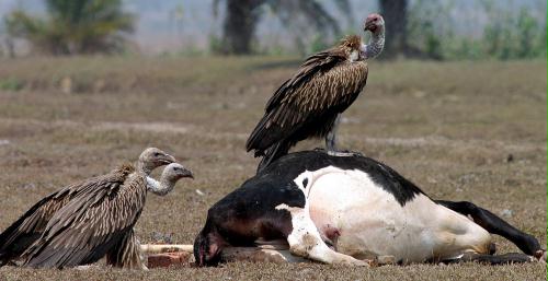 Indian White-backed Vulture (Gyps bengalensis), India.jpg