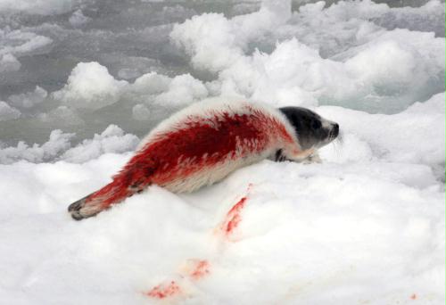 Harp Seal Hunt, Canada.jpg