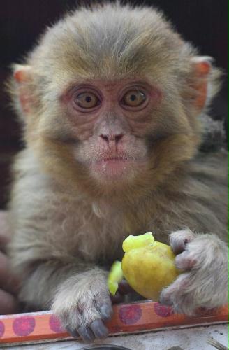 Pet Monkey, Pakistan.jpg