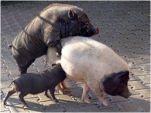 Threesome Pigs.jpg