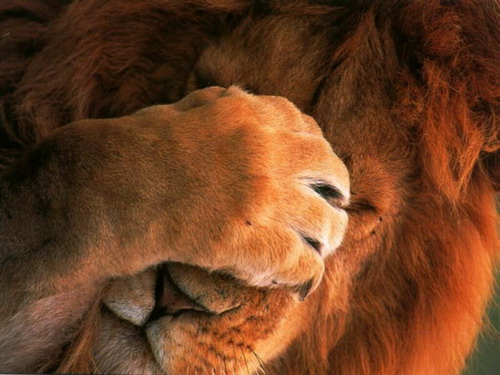 Shy Lion.jpg