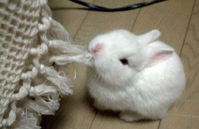 Cute Bunny.jpg